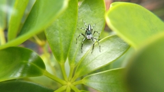 Cosmophasis thalassina