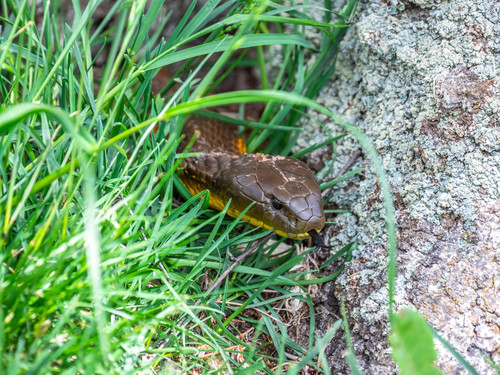 Tiger Snake sighting
