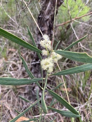 Acacia suaveolens