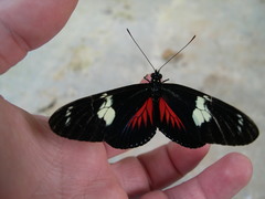 Heliconius doris viridis