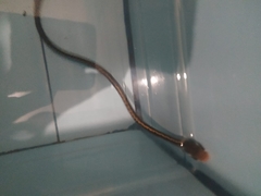 Coelognathus flavolineatus