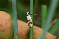 Antipterna trilicella