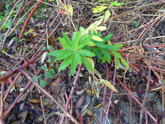 Euphorbia griffithii