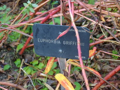 Euphorbia griffithii