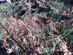 Picea jezoensis jezoensis