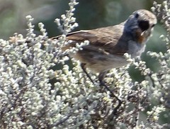 Pyrrholaemus brunneus