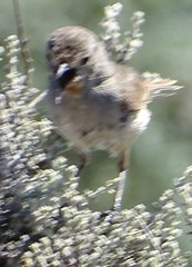 Pyrrholaemus brunneus