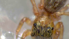 Salticidae