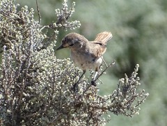 Pyrrholaemus brunneus