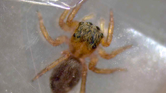Salticidae