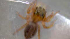 Salticidae