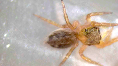 Salticidae