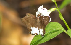 Tagiades ultra