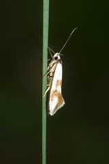 Antipterna trilicella