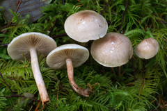 Pholiota decorata