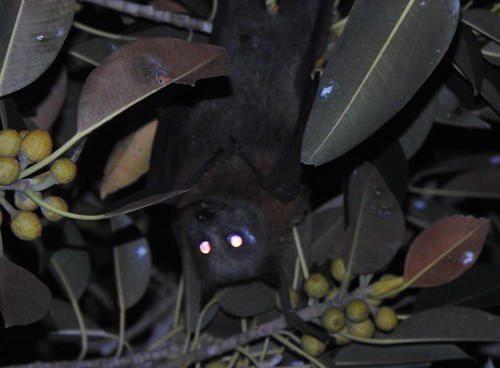 Gray-headed Flying Fox