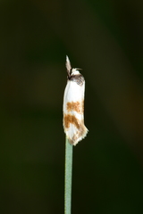 Antipterna trilicella