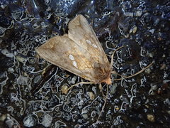 Antoculeora locuples