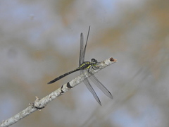 Agrionoptera longitudinalis biserialis