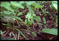 Botrychium crenulatum