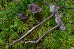 Tephrocybe rancida