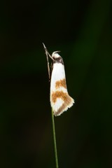 Antipterna trilicella