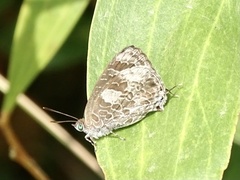 Arhopala birmana
