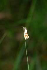 Antipterna trilicella