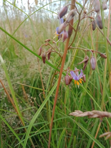 Image of Dianella amoena by (c) Nina Kerr, some rights reserved (CC BY)