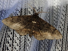 Jankowskia pseudathleta