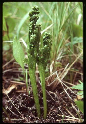 Trianglelobe moonwort (Botrychium ascendens)