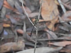 Agrionoptera longitudinalis biserialis