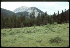 Botrychium ascendens