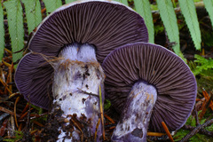 Thaxterogaster occidentalis