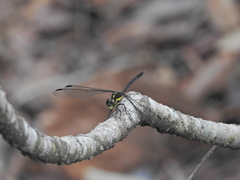 Agrionoptera longitudinalis biserialis