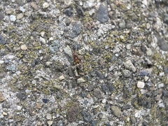 Liometopum occidentale