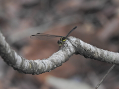 Agrionoptera longitudinalis biserialis