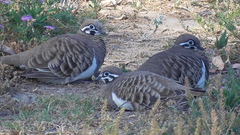 Geophaps scripta scripta