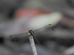 Agrionoptera longitudinalis biserialis