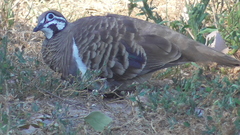 Geophaps scripta scripta