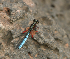 Platycypha caligata