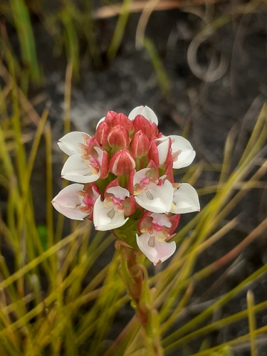 Image of Ceratandra globosa by (c) Brian du Preez, some rights reserved (CC BY-SA)