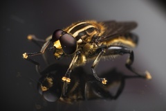 Orthoprosopa bilineata