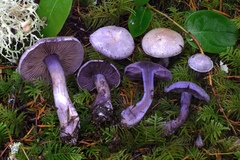 Thaxterogaster occidentalis