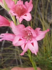 Gladiolus crispulatus