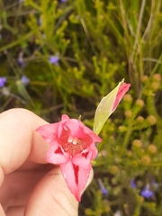 Gladiolus crispulatus