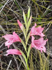 Gladiolus crispulatus