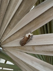 Lepidoptera