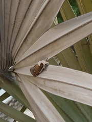 Lepidoptera