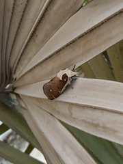 Lepidoptera